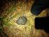 <br>
 " " - <br>
 " "